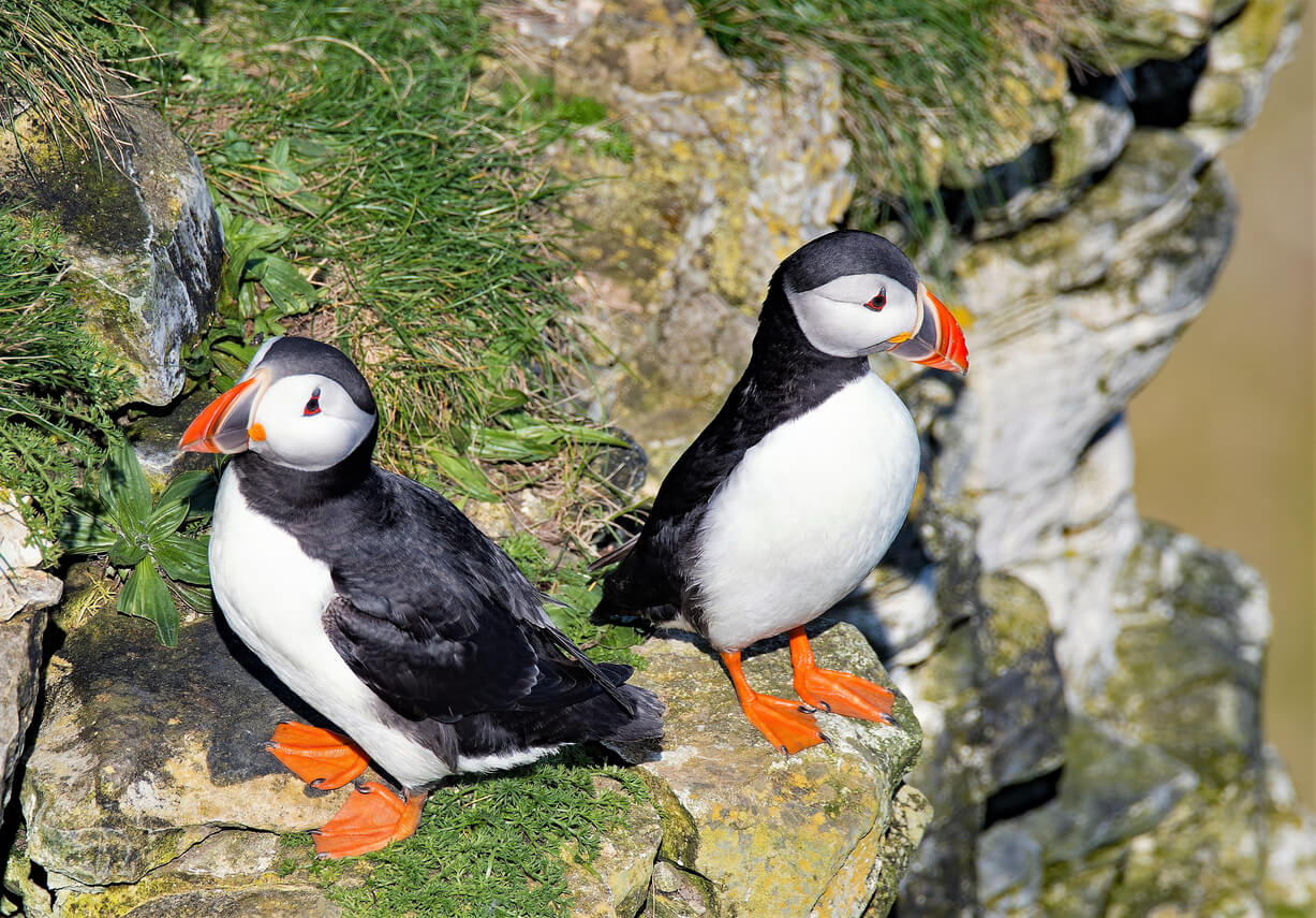 Puffins at Bempton Cliffs
